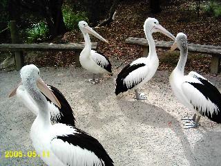 Pelikane im Healesville Sanctuary
