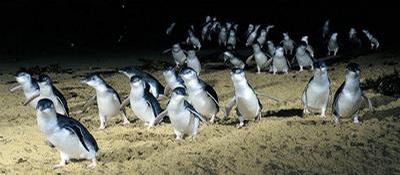 Pinguin Parade (nicht selber fotografiert)